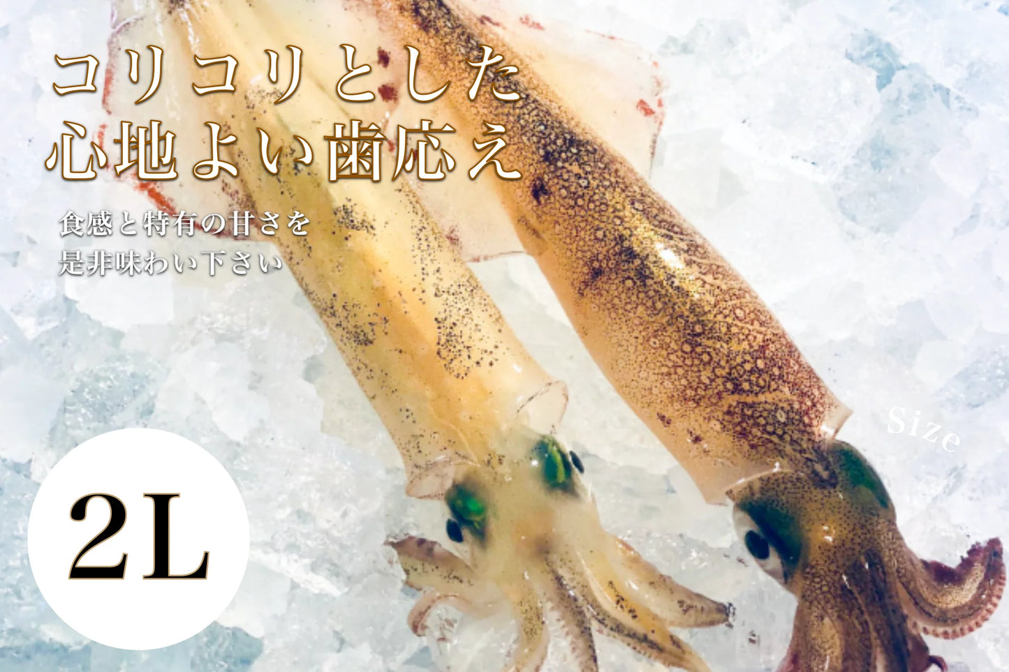 凍眠いか (ヤリイカ) (刺身用)