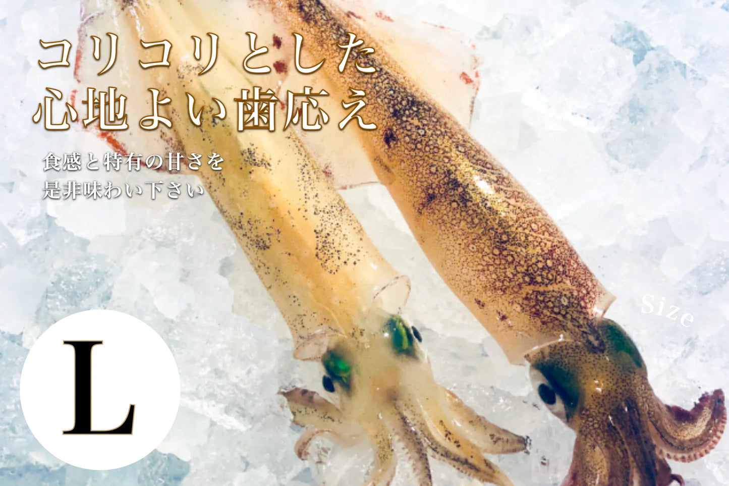 凍眠いか (ヤリイカ) (刺身用)